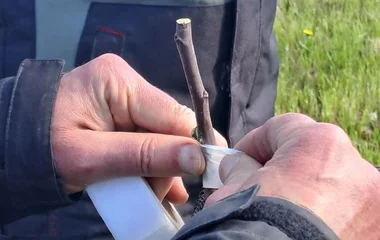 Atelier greffe de fruitiers à Bioule avec Thierry Ramat, Association Campagnes Vivantes 82