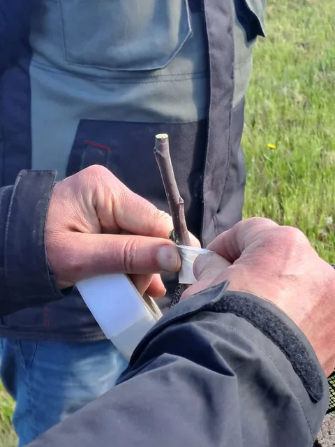 Atelier greffe de fruitiers à Bioule avec Thierry Ramat, Association Campagnes Vivantes 82