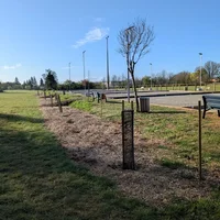 Plantation haie champêtre à Caylus, Boulodrome, Association Campagnes Vivantes 82
