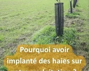 Saint-Sardos, haies champêtres ert agroforesterie, Association Campagnes Vivantes 82