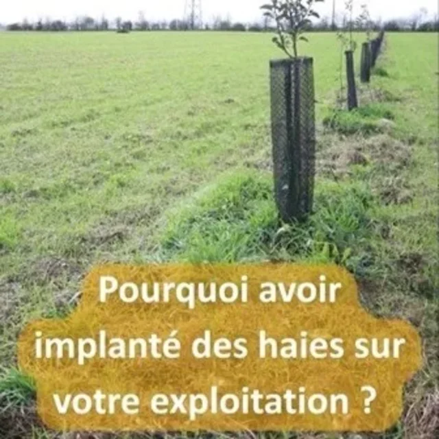 Saint-Sardos, haies champêtres ert agroforesterie, Association Campagnes Vivantes 82