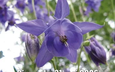 Foire aux plantes rares, Saint Nicolas de la Grave