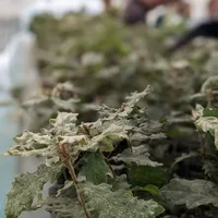 Quelles plantes pour Moissac ? Association Campagnes Vivantes 82