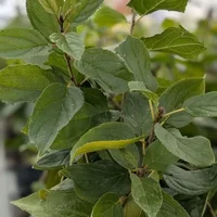 Quelles plantes pour Moissac ? Association Campagnes Vivantes 82