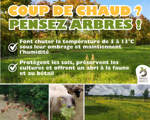 Planter des arbres et haies champêtres, Association Campagnes Vivantes 82
