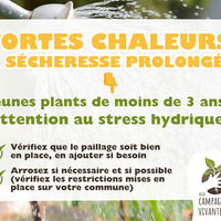 Fortes chaleurs et sécheresse prolongée, nos conseils pour un arrodage efficace des jeunes plants
