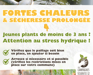 Fortes chaleurs et sécheresse prolongée, nos conseils pour un arrodage efficace des jeunes plants