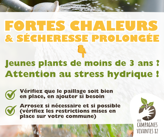 Fortes chaleurs et sécheresse prolongée, nos conseils pour un arrodage efficace des jeunes plants