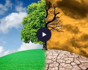 Les arbres face au changment climatique, la Tête au carré, France Inter