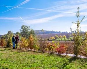 Accompagnement à la plantation d'arbres champêtres