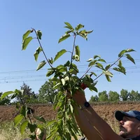 Atelier taille de formation des jeunes arbres, Assocation Campagnes Vivantes 82