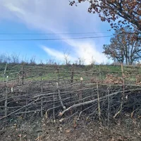 Atelier Plessage de haie par l'Association Campagnes Vivantes 82