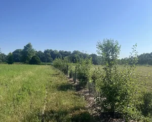 Accompagnement à la plantation d'arbres et de haies champêtres, Association Campagnes Vivantes 82