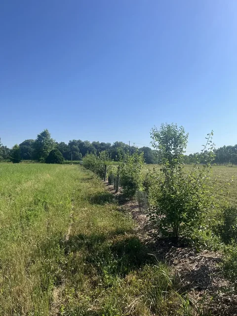 Accompagnement à la plantation d'arbres et de haies champêtres, Association Campagnes Vivantes 82