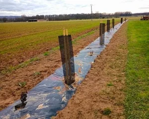 Bruniquel : une haie en devenir. Photo DDM, Catherine Peter