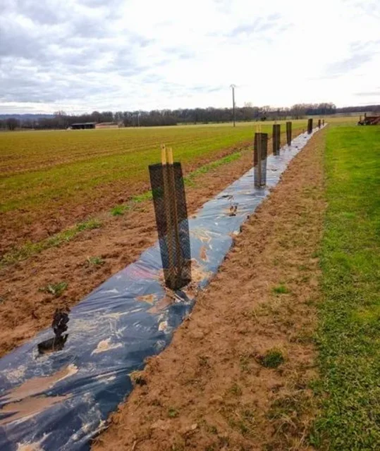 Bruniquel : une haie en devenir. Photo DDM, Catherine Peter