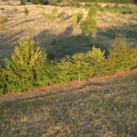 Plantation d'arbres et de haies champêtres, Association Campagnes Vivantes 82
