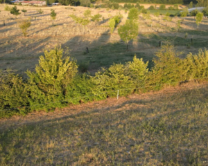 Plantation d'arbres et de haies champêtres, Association Campagnes Vivantes 82