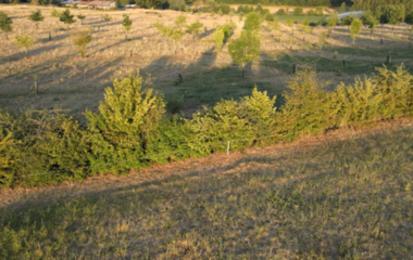 Plantation d'arbres et de haies champêtres, Association Campagnes Vivantes 82