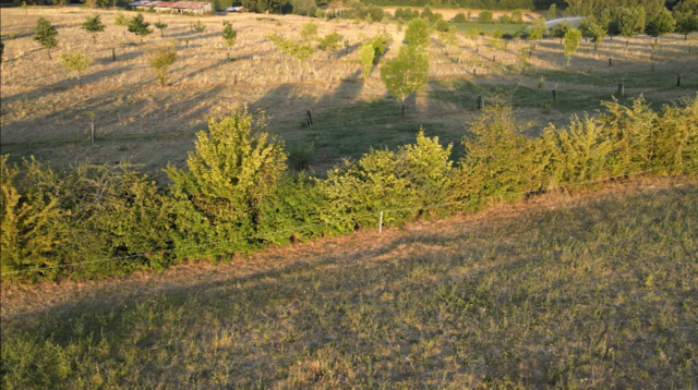 Plantation d'arbres et de haies champêtres, Association Campagnes Vivantes 82