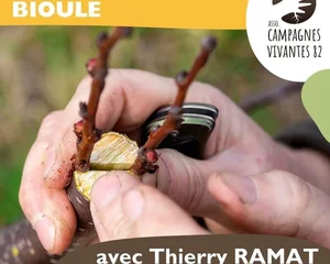 Atelier greffe de fruitiers, Bioule, Assocaiton Campagnes Vivantes 82