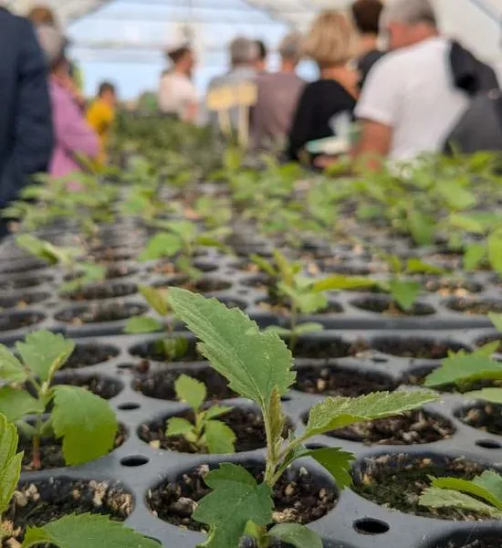 Ancrer l'arbre champêtre au cœur du territoire