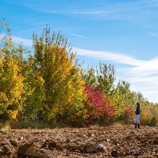 Une haie champêtre : l'arbre et de la haie champêtres en Tarn et Garonne