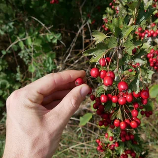 La pépinière associative de l'association campagne Vivantes 82