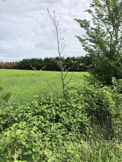 La Régénération Naturelle Assistée de haies en Tarn et Garonne