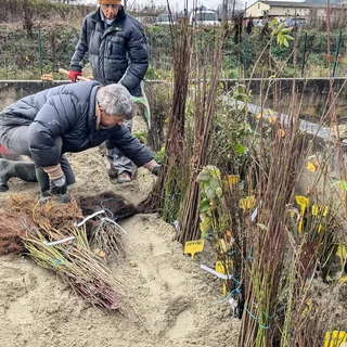 Préparation des remises de plants par les bénévoles de l'association Campagnes Vivantes 82