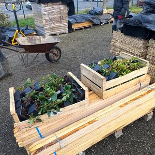 Des semis pour la plantation d'arbre et de la haie champêtres en Tarn et Garonne